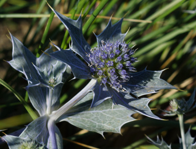 Blauwe zeedistel