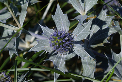 Blauwe zeedistel