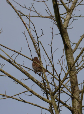 IMG_0086-2 Huismus.JPG