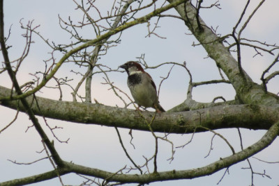 IMG_3671-2 Huismus.JPG
