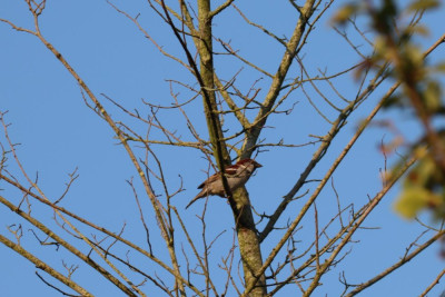 IMG_6490-2 Huismus.JPG