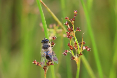 IMG_7727-2 Blinde bij.JPG