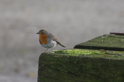 IMG_0749-2 Roodborst.JPG