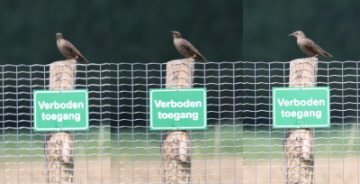 IMG_6428-2 Spreeuw juveniel.jpg