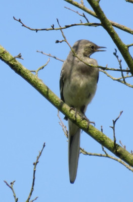 IMG_3577-2 Spreeuw juveniel.JPG