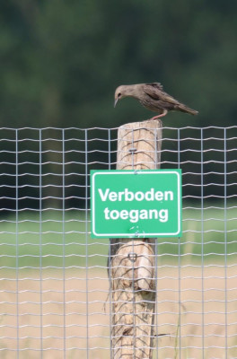 IMG_6444-2 Spreeuw juveniel.JPG
