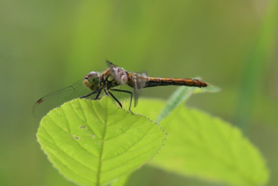 IMG_9917-2 Bloedrode heidelibel.JPG