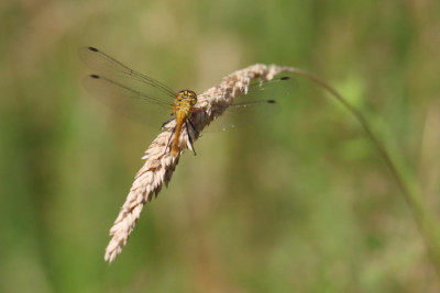 IMG_8908-2 Bloedrode heidelibel.JPG