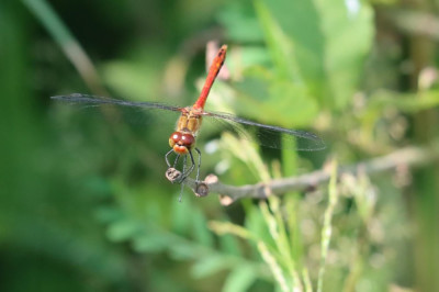 IMG_7869-2 Bloedrode heidelibel.JPG