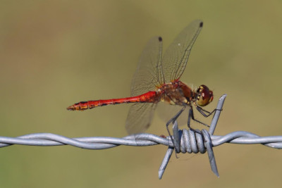 IMG_7197-2 Bloedrode heidelibel.JPG