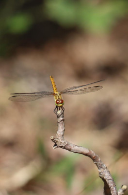 IMG_9108-2 Bloedrode heidelibel.JPG