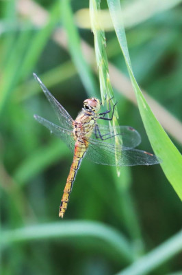 IMG_7875-2 Bloedrode heidelibel.JPG