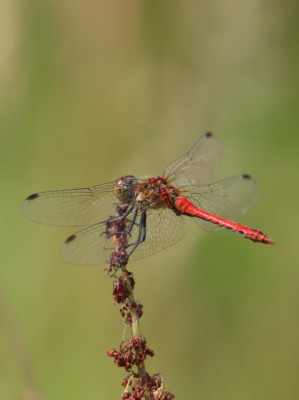 IMG_7820-2 Bloedrode heidelibel.JPG