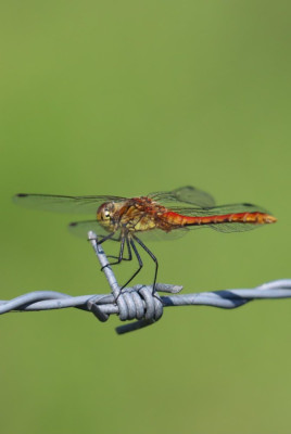 IMG_7206-2 Bloedrode heidelibel.JPG