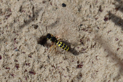 IMG_8985-2 Grote snuittordoder (Cerceris arenaria).JPG