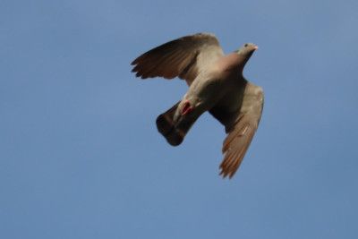 IMG_80082 Holenduif.JPG