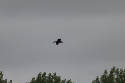 IMG_0185-2 Aalscholver.JPG