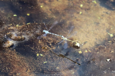 IMG_8248-2 Watersnuffel.JPG