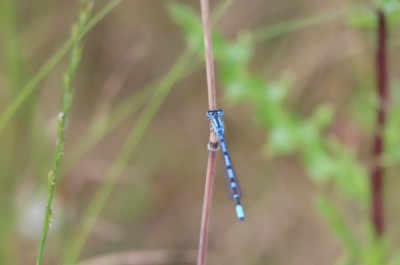 IMG_8429-2 Watersnuffel.JPG