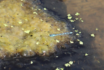 IMG_8246-2 Watersnuffel.JPG