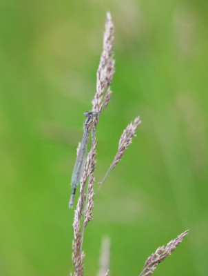 IMG_8501-2 Watersnuffel.JPG