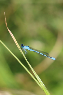 IMG_8664-2 Watersnuffel.JPG
