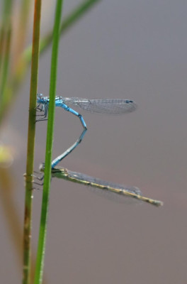 IMG_7059-2 Watersnuffel.JPG