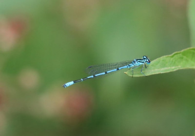 IMG_9972-2 Azuurwaterjuffer.jpg