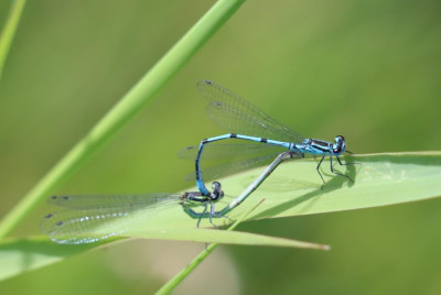 IMG_8688-2 Azuurwaterjuffer.JPG