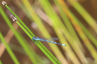 IMG_7041-2 Azuurwaterjuffer.JPG