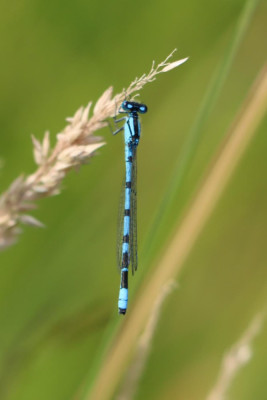 IMG_7867-2 Azuurwaterjuffer.JPG