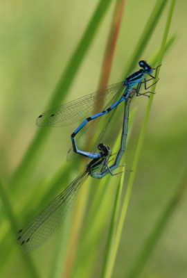 IMG_7759-2 Azuurwaterjuffer.JPG