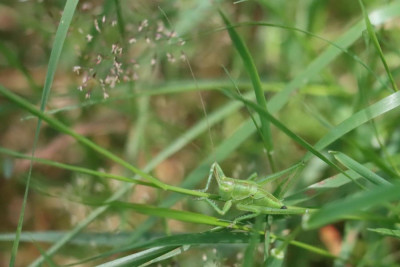 IMG_9078-2 Grote groene sabelsprinkhaan nimf.JPG
