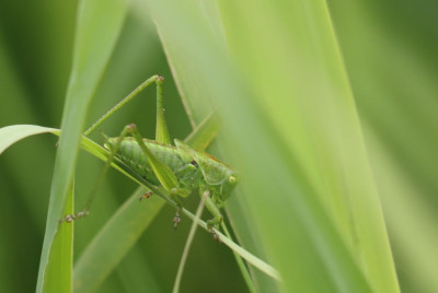 IMG_6133-2 Grote groene sabelsprinkhaan nimf man.JPG