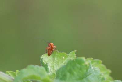 IMG_0120-2 Rood soldaatje.JPG