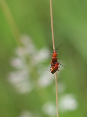 IMG_9627-2 Rood soldaatje.JPG