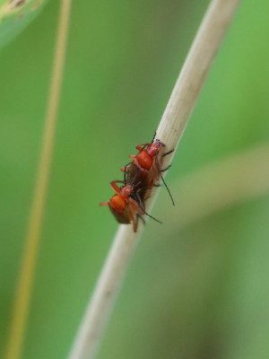 IMG_9629-2 Rood soldaatje.JPG