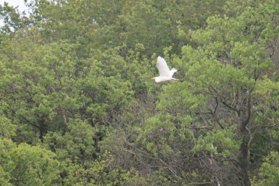 IMG_0341-2 Grote zilverreiger.JPG