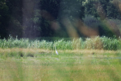 IMG_7923-2 Grote zilverreiger.JPG
