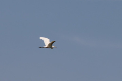 IMG_7890-2 Grote zilverreiger.JPG