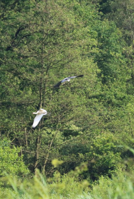 IMG_7885-2 Lepelaar en Blauwe reiger.JPG
