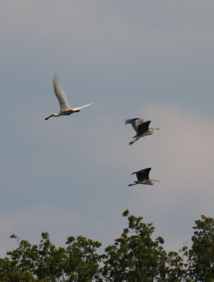 IMG_7907-2 Blauwe reiger en Lepelaar.JPG