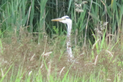 IMG_4123-2 Blauwe reiger.JPG