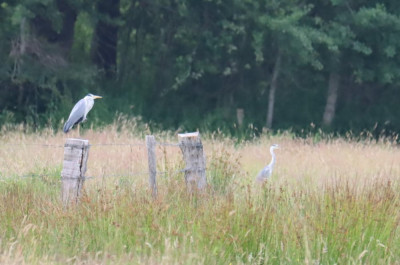 IMG_0377-2 Blauwe reiger.JPG