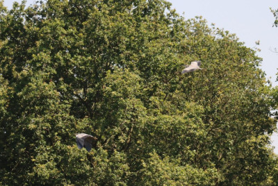 IMG_7007-2 Blauwe reiger.JPG