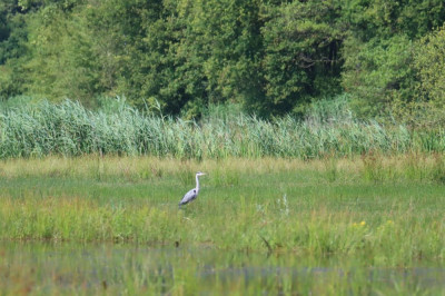 IMG_7114-2 Blauwe reiger.JPG