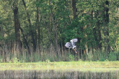 IMG_7137-2 Blauwe reiger.JPG