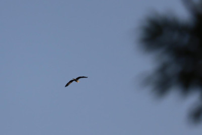 IMG_8588-2 Blauwe reiger.JPG