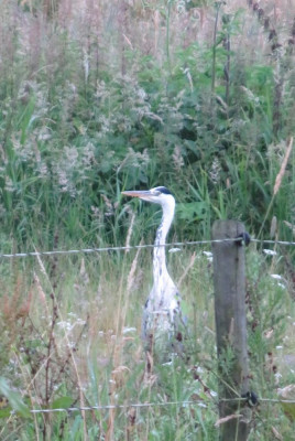 IMG_3848-2 Blauwe reiger.JPG