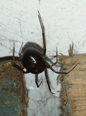 IMG_20240704_235845-2 Grote steatoda.jpg